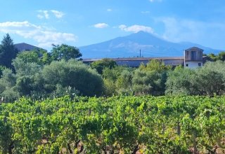 Azienda agricola in vendita a Valverde in Corso Vittorio Emanuele III, 1