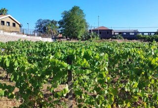 Azienda agricola in vendita a San Giovanni la Punta