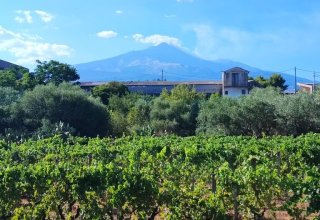 Azienda agricola in vendita a San Giovanni la Punta