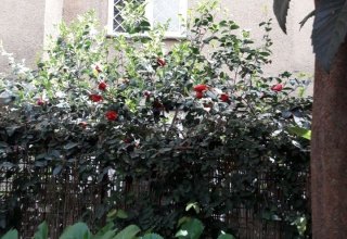Appartamento in vendita a Roma in Via Cavalier d'Arpino, 30