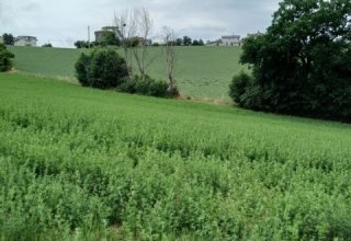 Azienda agricola in vendita a Monte San Giusto in Via Fontottone, 35A