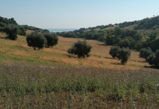 Azienda agricola in vendita a Sant'Elpidio a Mare