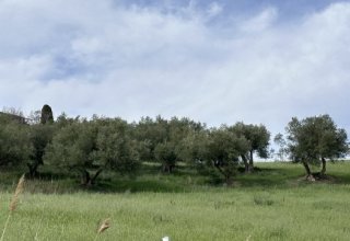Azienda agricola in vendita a Bompietro