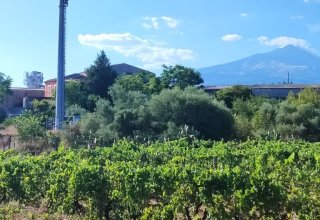 Azienda agricola in vendita a San Giovanni la Punta
